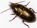 Amara convexior